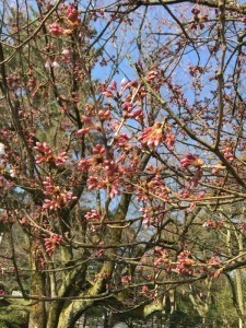 桜写真