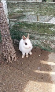 稲葉山牧場　ウサギ