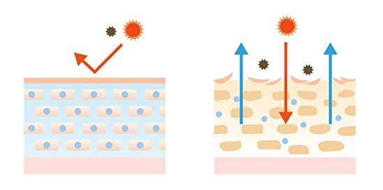 アトピー性皮膚炎の肌は、機能が低下している